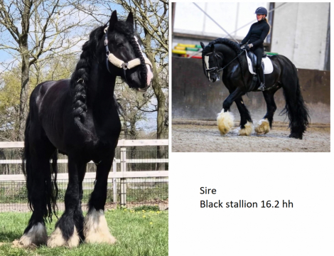HorseID: 2317242 Hunter - PhotoID: 1103978