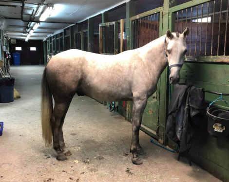 HorseID: 2317248 Kiro - PhotoID: 1103996