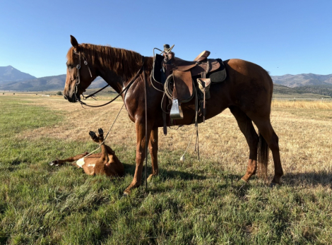 HorseID: 2317252 Chica - PhotoID: 1103985