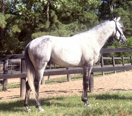 HorseID: 2317256 Uptown Top Thess Assy - PhotoID: 1103990