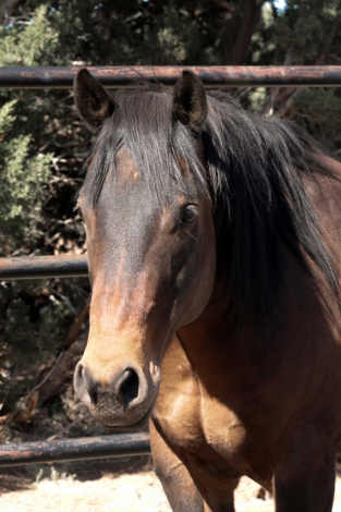 HorseID: 2317282 Hancocks Playboy Sal - PhotoID: 1104000