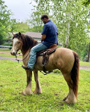 HorseID: 2317285 Oh that Opie - PhotoID: 1105339