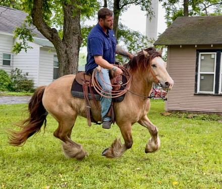 HorseID: 2317285 Oh that Opie - PhotoID: 1105340