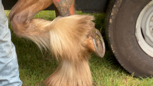HorseID: 2317285 Oh that Opie - PhotoID: 1105341