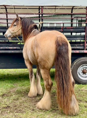 HorseID: 2317285 Oh that Opie - PhotoID: 1105343