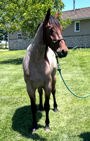 HorseID: 2317286 Two Timin Driftwood - PhotoID: 1104006
