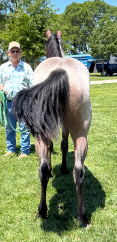 HorseID: 2317286 Two Timin Driftwood - PhotoID: 1104007