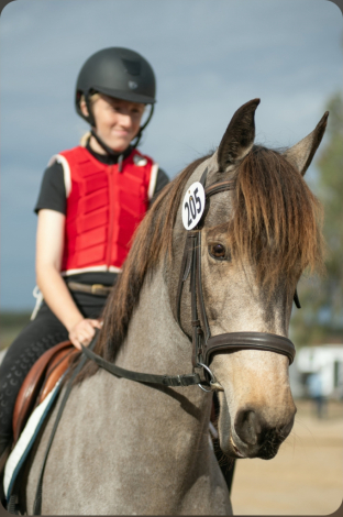 HorseID: 2317293 CC Gacela - PhotoID: 1104015