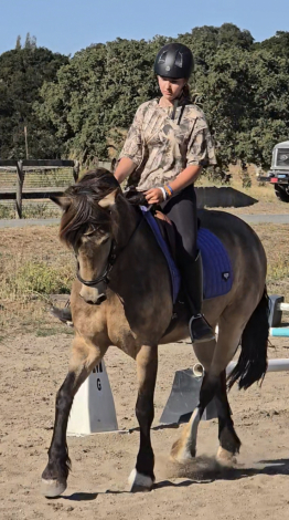 HorseID: 2317293 CC Gacela - PhotoID: 1104016