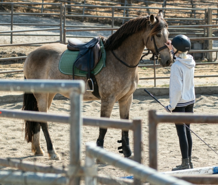 HorseID: 2317293 CC Gacela - PhotoID: 1104017