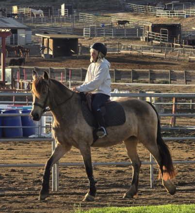 HorseID: 2317293 CC Gacela - PhotoID: 1104018