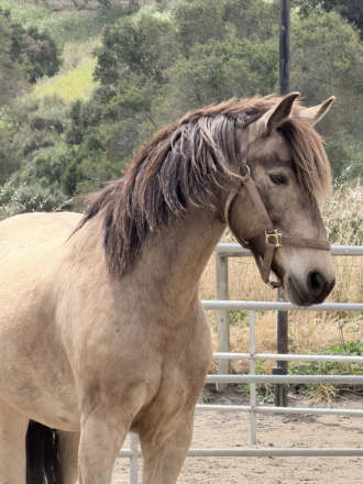 HorseID: 2317293 CC Gacela - PhotoID: 1104096