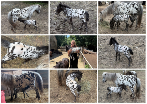 HorseID: 2317294 Toyland Fancy Pants - PhotoID: 1104019