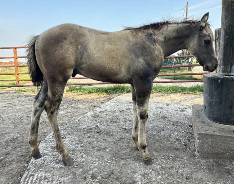 HorseID: 2317295 Xceptionally Dun It - PhotoID: 1104022