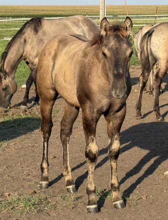 HorseID: 2317295 Xceptionally Dun It - PhotoID: 1104020