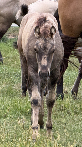 HorseID: 2317295 Xceptionally Dun It - PhotoID: 1104021