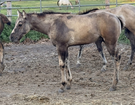 HorseID: 2317295 Xceptionally Dun It - PhotoID: 1104023