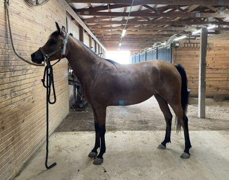 HorseID: 2317296 Ameenah Amira Rose - PhotoID: 1104025