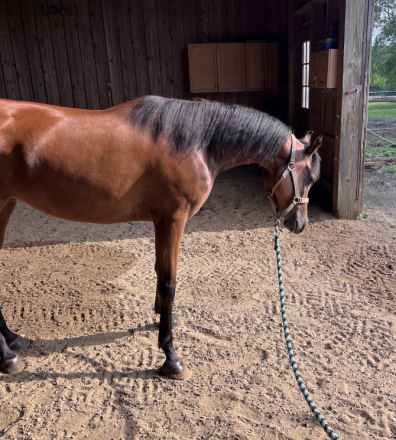 HorseID: 2317296 Ameenah Amira Rose - PhotoID: 1104026