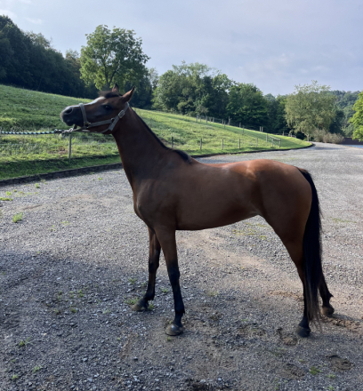 HorseID: 2317296 Ameenah Amira Rose - PhotoID: 1104027