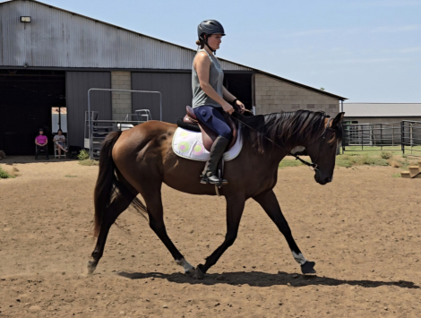 HorseID: 2317297 Chick's Alive In 16 - PhotoID: 1104029
