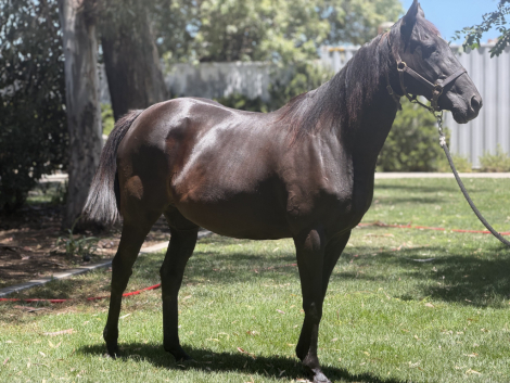 HorseID: 2317299 Sassy Kiss - PhotoID: 1104030