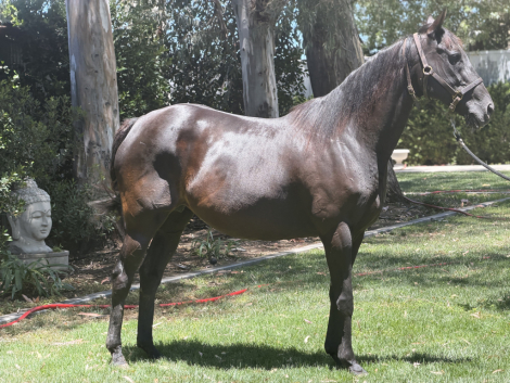 HorseID: 2317299 Sassy Kiss - PhotoID: 1104031