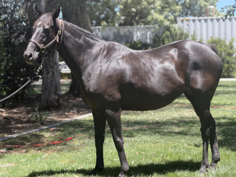 HorseID: 2317299 Sassy Kiss - PhotoID: 1104032