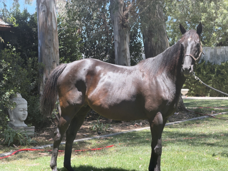 HorseID: 2317299 Sassy Kiss - PhotoID: 1104033