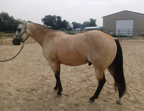 HorseID: 2317306 Legit Outlaw - PhotoID: 1104037
