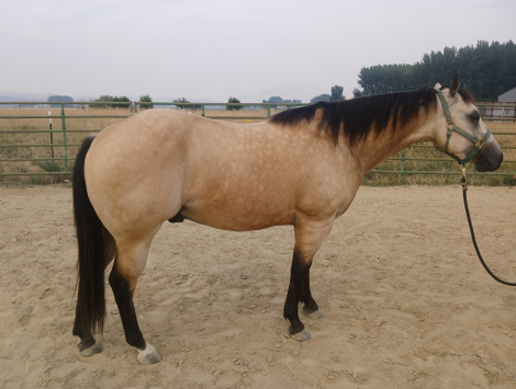 HorseID: 2317306 Legit Outlaw - PhotoID: 1104038