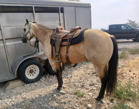 HorseID: 2317306 Legit Outlaw - PhotoID: 1104039