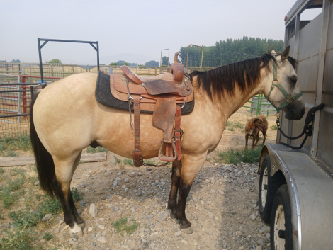 HorseID: 2317306 Legit Outlaw - PhotoID: 1104040