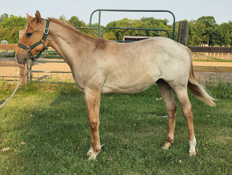 HorseID: 2317315 Heza Wimpy Kyd - PhotoID: 1104043