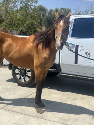 HorseID: 2317317 CHIC O CHEX - PhotoID: 1104046