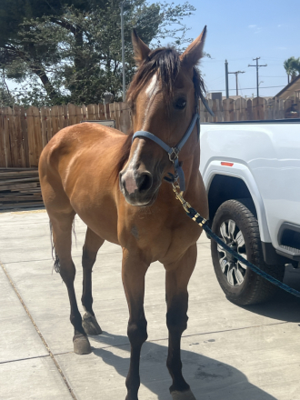 HorseID: 2317317 CHIC O CHEX - PhotoID: 1104047