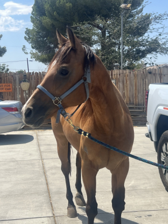 HorseID: 2317317 CHIC O CHEX - PhotoID: 1104048