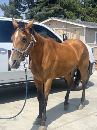 HorseID: 2317317 CHIC O CHEX - PhotoID: 1104049