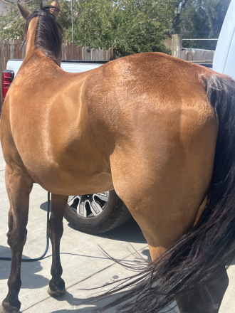 HorseID: 2317317 CHIC O CHEX - PhotoID: 1104050