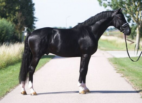 HorseID: 2317320 No Limit - PhotoID: 1104056