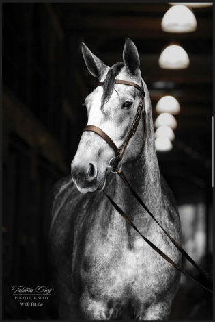 HorseID: 2317322 Belle Ryan Edie - PhotoID: 1104062