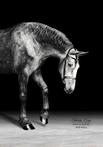 HorseID: 2317322 Belle Ryan Edie - PhotoID: 1104063