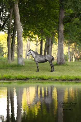 HorseID: 2317322 Belle Ryan Edie - PhotoID: 1104065