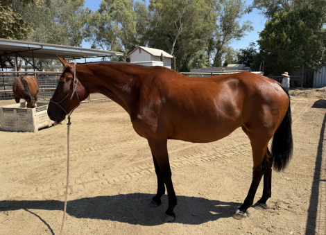 HorseID: 2317323 Wroyal Rival - PhotoID: 1104066