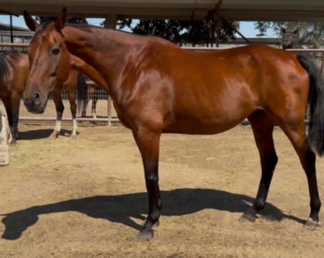 HorseID: 2317323 Wroyal Rival - PhotoID: 1104067