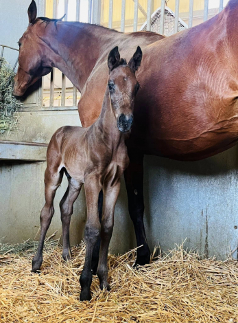 HorseID: 2317323 Wroyal Rival - PhotoID: 1104068