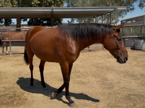 HorseID: 2317323 Wroyal Rival - PhotoID: 1104069