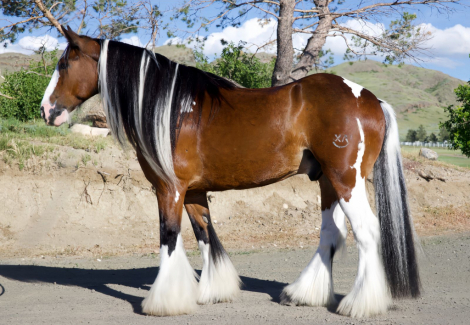 HorseID: 2317327 BOB MARLEY - PhotoID: 1104074