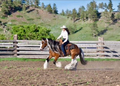 HorseID: 2317327 BOB MARLEY - PhotoID: 1104075