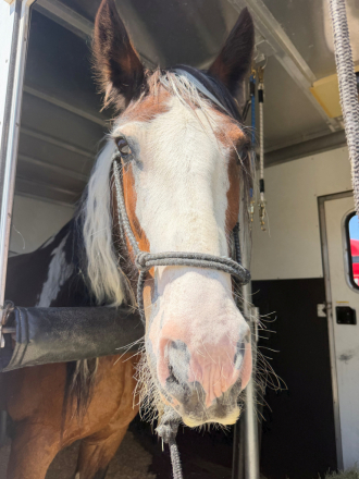 HorseID: 2317327 BOB MARLEY - PhotoID: 1104076